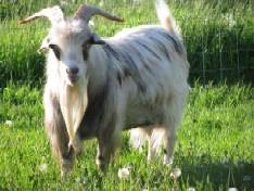 Lakota
